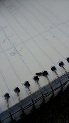 Dendryphantes mordax