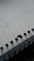 Dendryphantes mordax