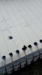 Dendryphantes mordax