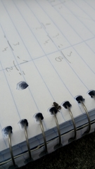 Dendryphantes mordax