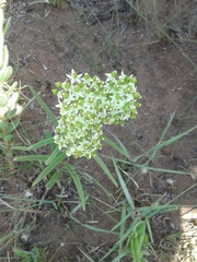 Xysmalobium involucratum