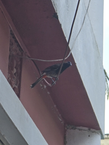 Red-vented Bulbul