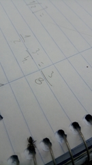 Dendryphantes mordax