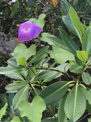 Ipomoea indica