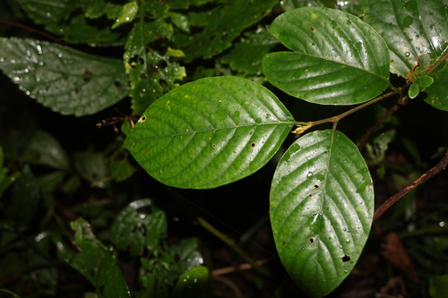 Prunus grisea observed 2025-07-09