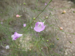 Agalinis edwardsiana