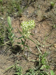 Xysmalobium involucratum