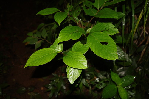 Prunus grisea observed 2025-07-09