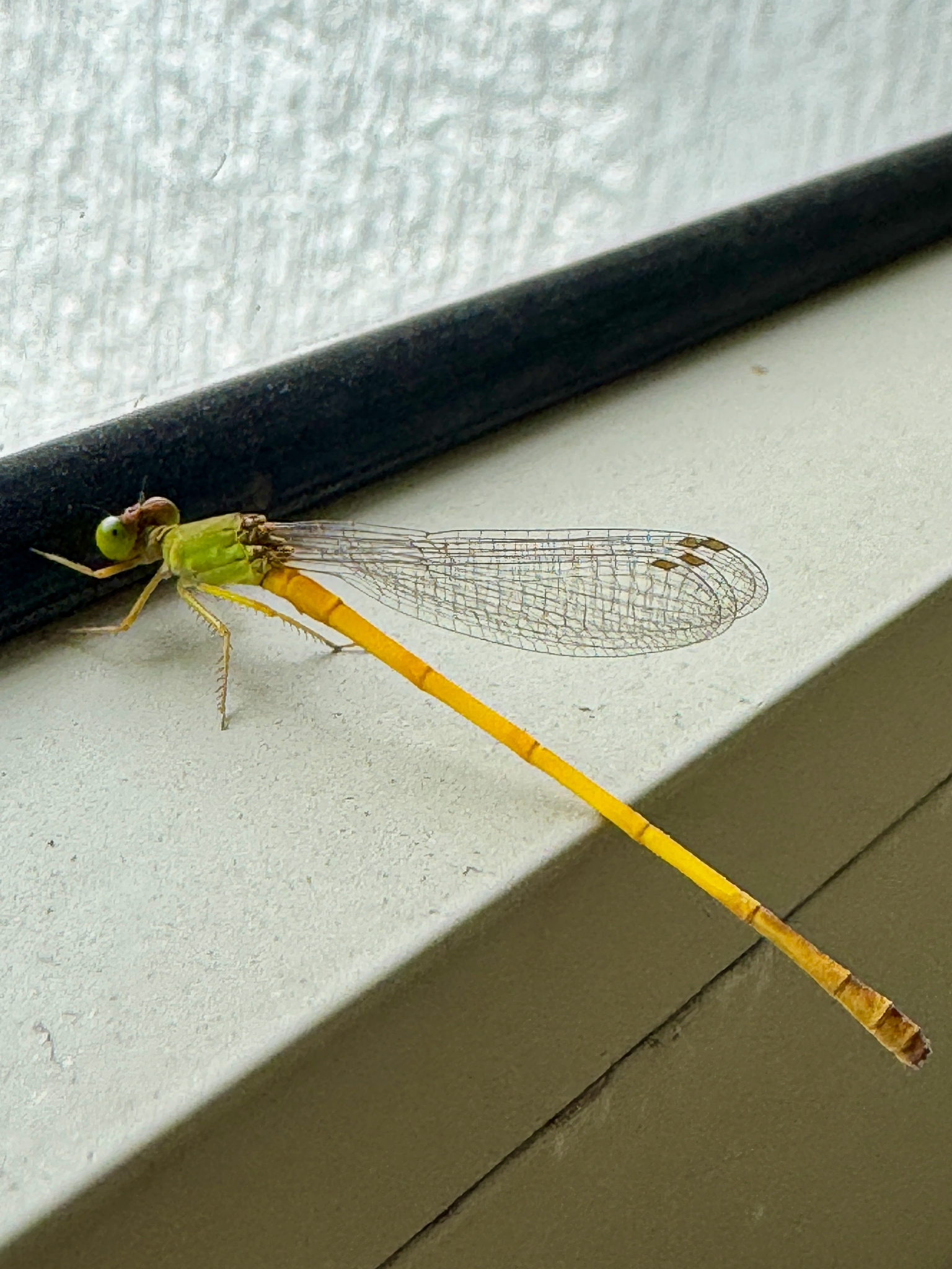 Coromandel Marsh Dart