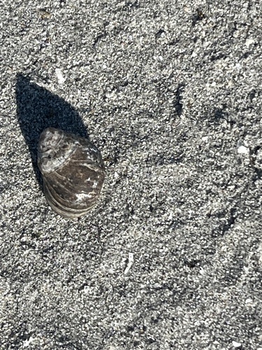 Littorina littorea