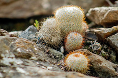 Mammillaria flavicentra