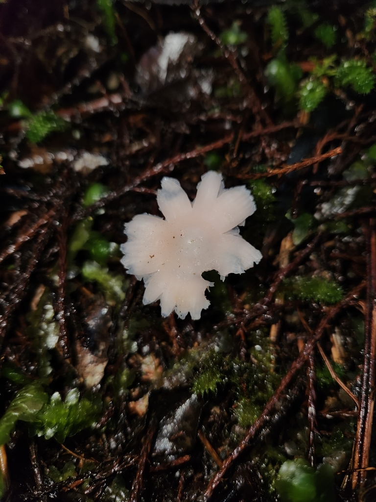 Humidicutis horakii · July 2025 · photo: © archie_tarn (iNaturalist, cc-by)