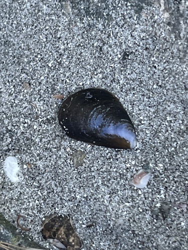 Mytilus edulis