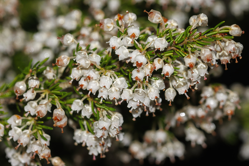 Avistamiento Erica arborea