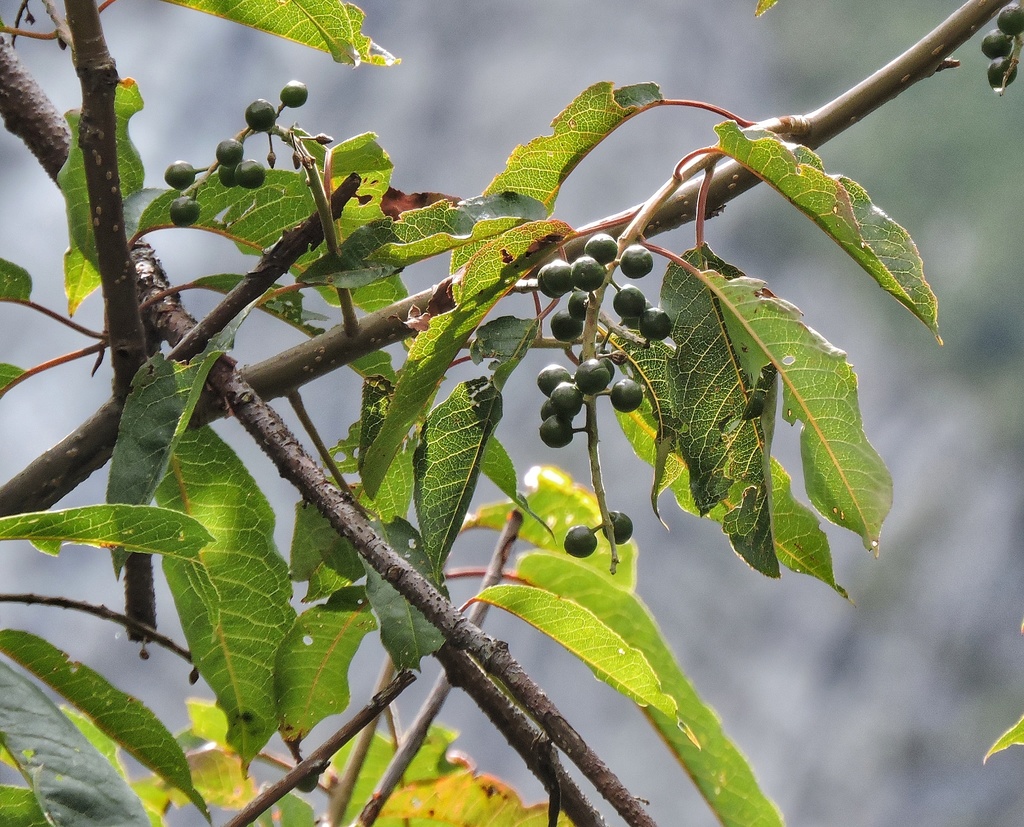 Himalayan Bird Cherry