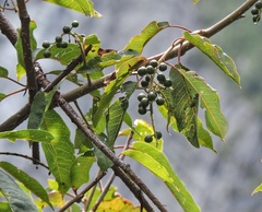 Prunus cornuta