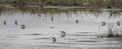 Calidris minuta