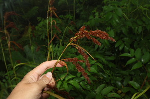 Carex rafflesiana observed 2025-07-09