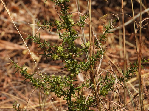 Asparagus aphyllus (Asparagus aphyllus)