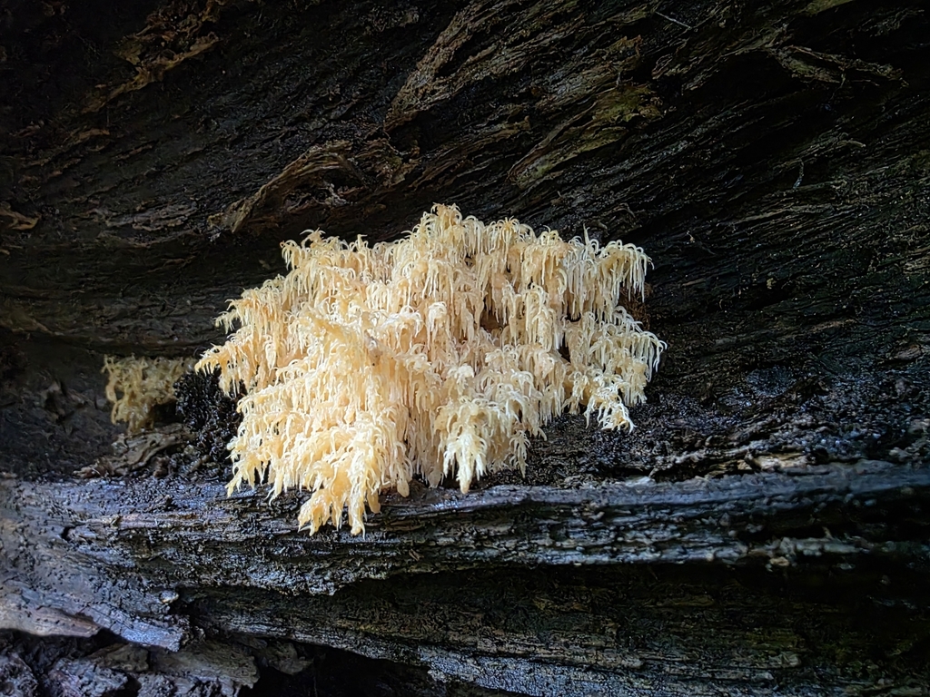 Hericium novae-zealandiae · July 2025 · photo: © nicnation (iNaturalist, cc-by)