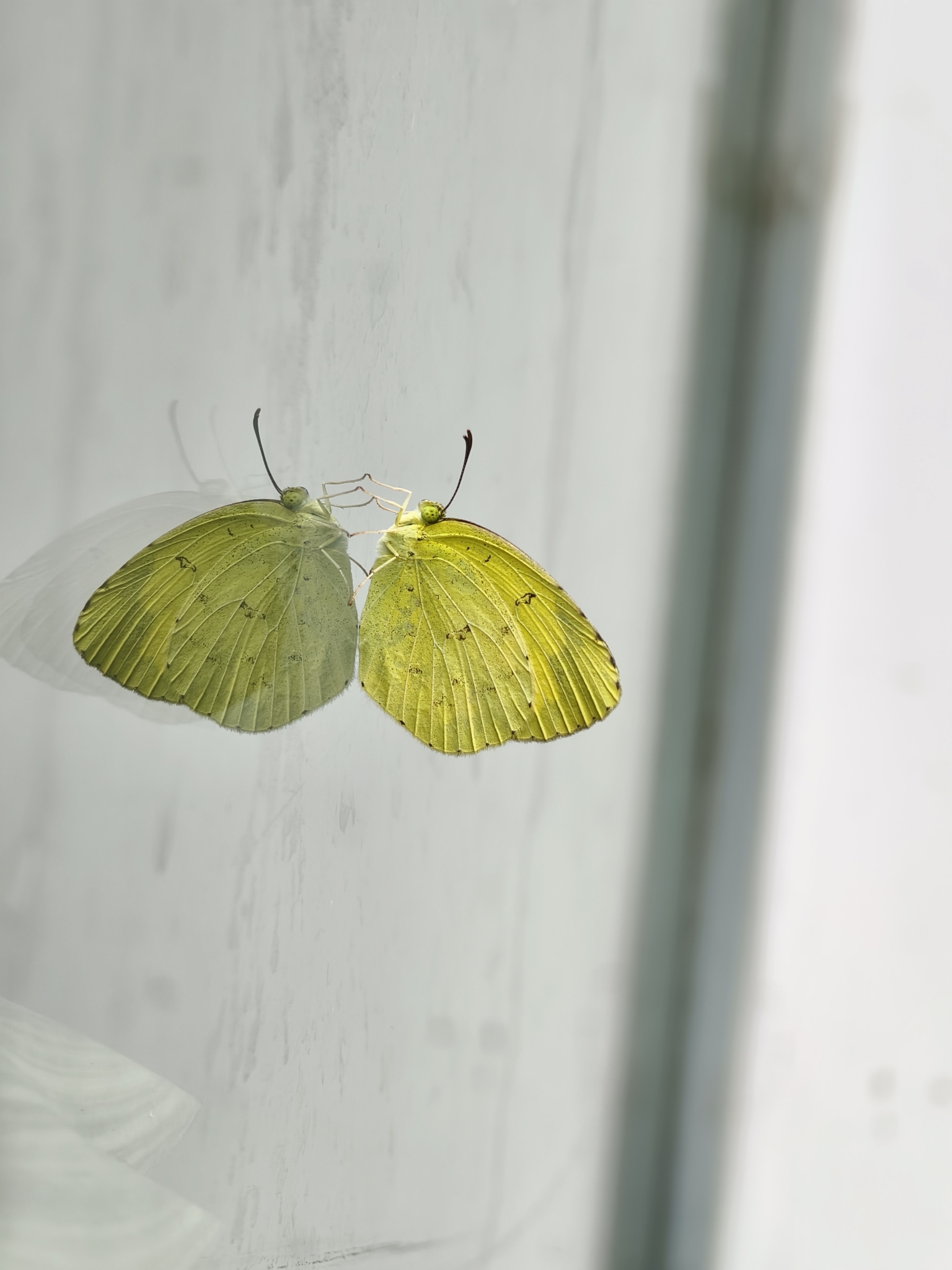 Common Grass Yellow