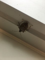 Halyomorpha halys