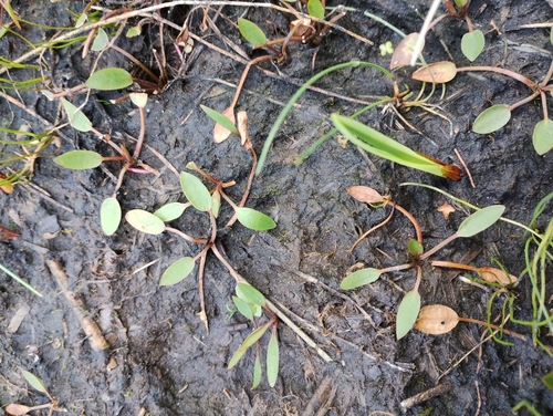 Luronium natans, photograph 4