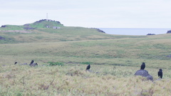 Corvus corax sinuatus