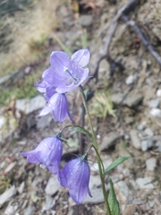 Campanula rhomboidalis