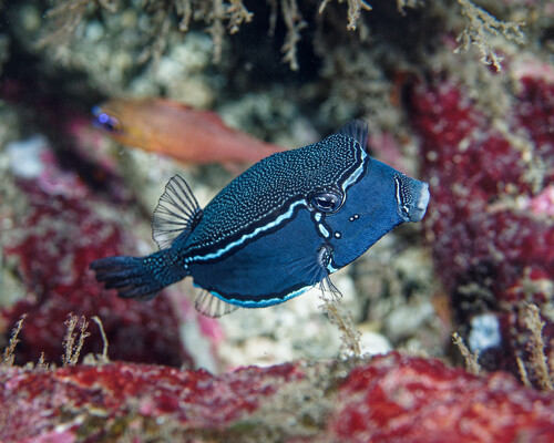 Whitley's boxfish (Ostracion whitleyi) — Ostraciidae — 5