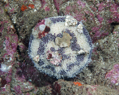 Toxopneustes maculatus observed 2025-06-05