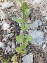 Campanula rhomboidalis