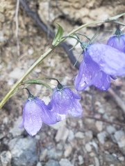 Campanula rhomboidalis
