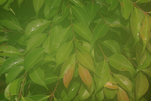 Syzygium acuminatissimum observed 2025-07-11