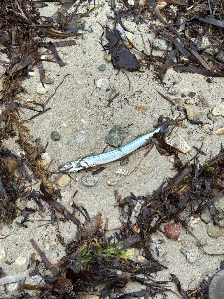 Japanese halfbeak (Hyporhamphus sajori) — Hemiramphidae