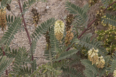 Astragalus pycnostachyus