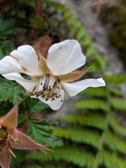 Rubus nepalensis, photograph (c) Sagnik Dutta Roy, some rights reserved (CC BY)