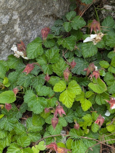Rubus nepalensis, photograph 6