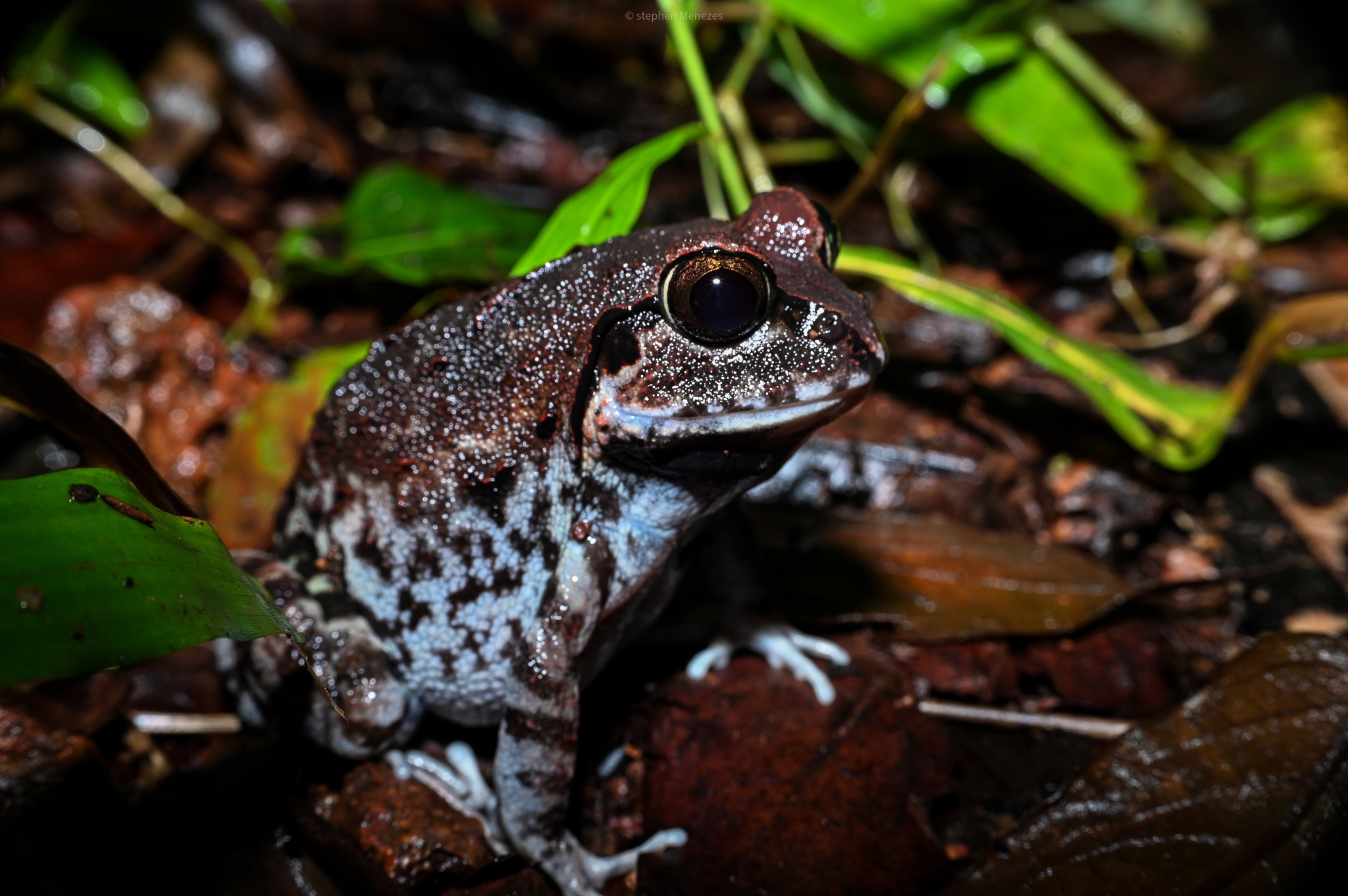 Dobson'S Burrowing Frog