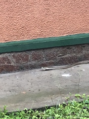 Dendroaspis polylepis