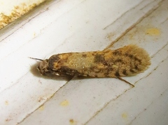 Cephitinea obscurostrigella