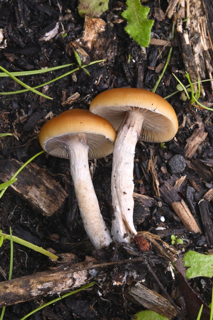 Psilocybe subaeruginosa · June 2025 · photo: © invertebratist (iNaturalist, cc-by-nc)