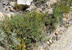 Pelargonium lanceolatum