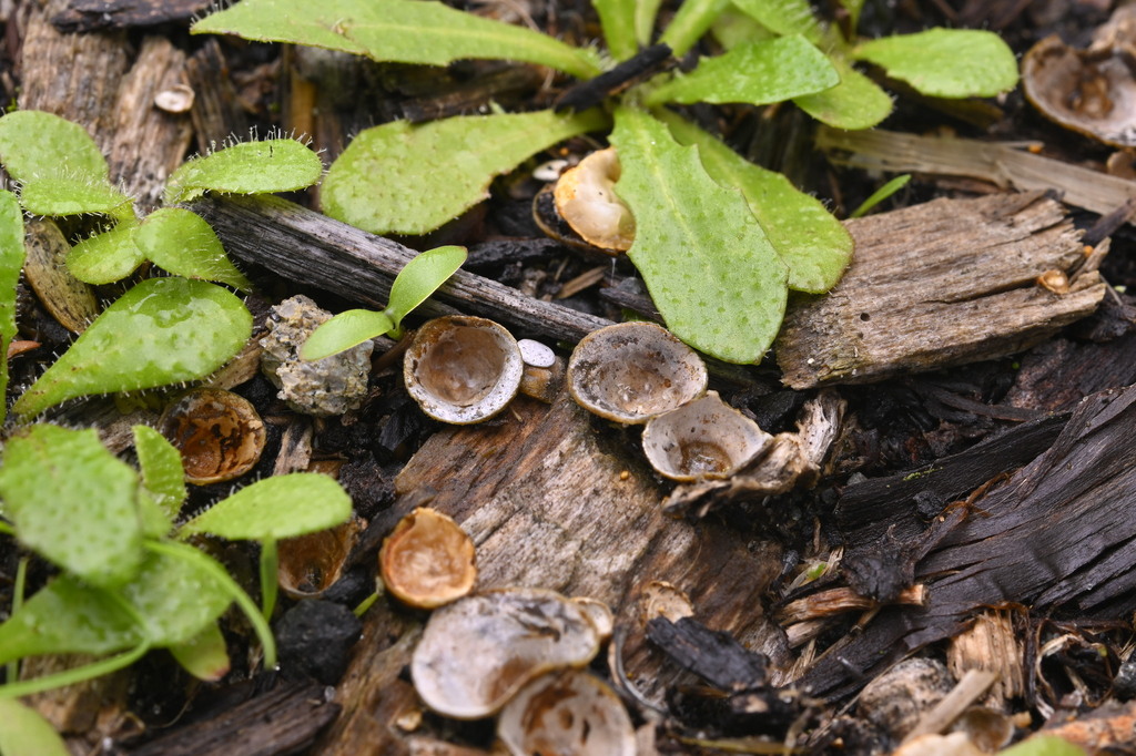 Crucibulum simile · June 2025 · photo: © invertebratist (iNaturalist, cc-by-nc)