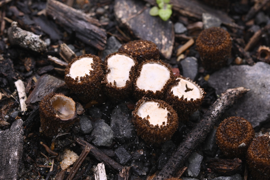Cyathus striatus · June 2025 · photo: © invertebratist (iNaturalist, cc-by-nc)