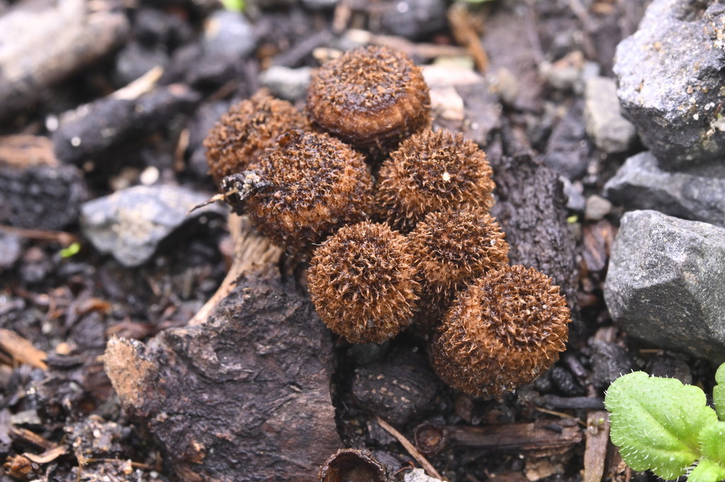 Cyathus striatus · June 2025 · photo: © invertebratist (iNaturalist, cc-by-nc)