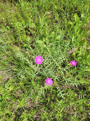 Dianthus chinensis