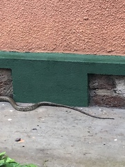 Dendroaspis polylepis