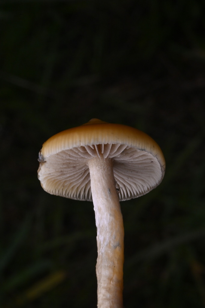 Psilocybe subaeruginosa · June 2025 · photo: © invertebratist (iNaturalist, cc-by-nc)