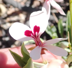Pelargonium lanceolatum